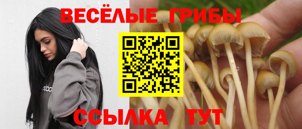 наркота  Вход с VPN  Бийск  Псилоцибиновые грибы Psilocybine cubensis  Псилоцибиновые грибы Magic Shrooms 